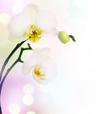 Фотообои в гостиную Ветка белой орхидеи