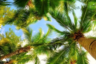 Фотообои на потолок Пальмы на острове
