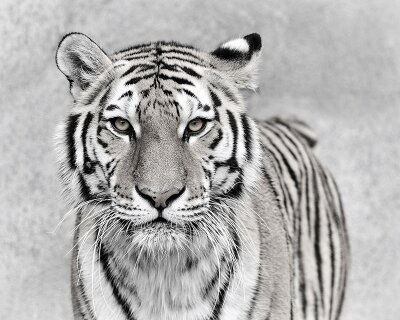 Черно-белые фотообои Тигр